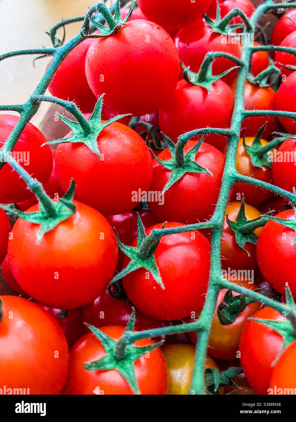 Primo piano di pomodori ciliegini rossi sulla vite Foto Stock
