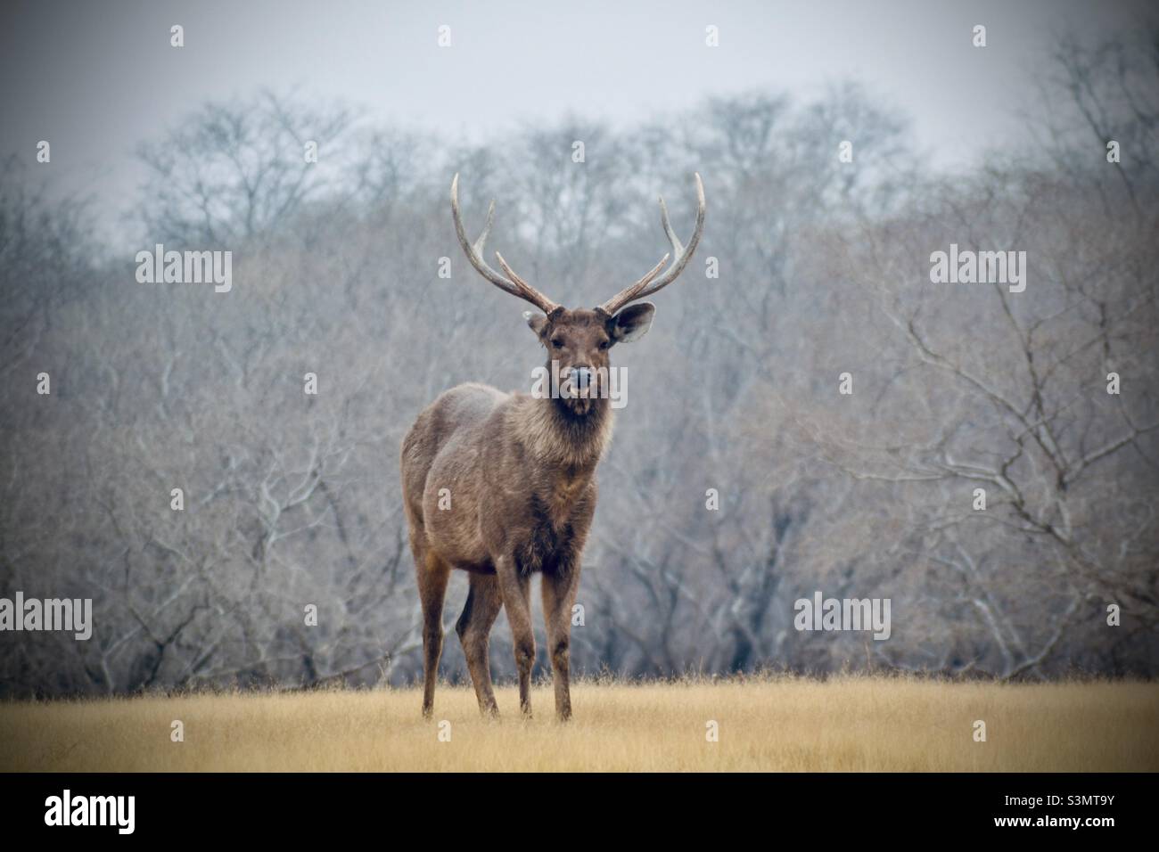 Cervo vitale selvatico nella foresta di Ranthambhor, Rajasthan, India - Immagine stock catturata con smartphone