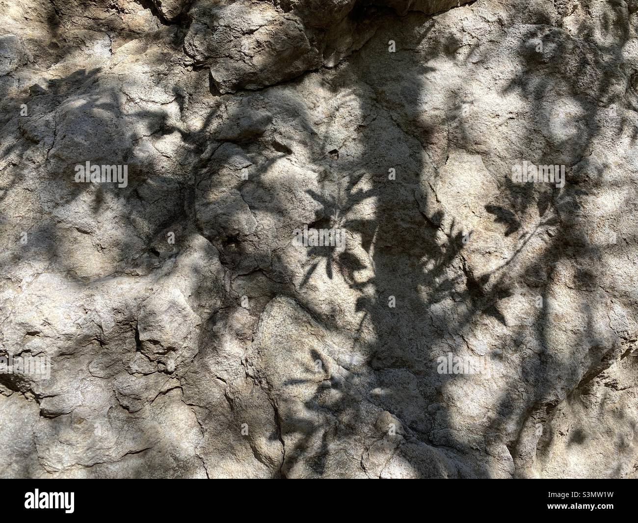Ombre di piante sulla superficie rocciosa che creano pattern astratti, sfondo adatto per testo e grafica - Immagine stock catturata con smartphone