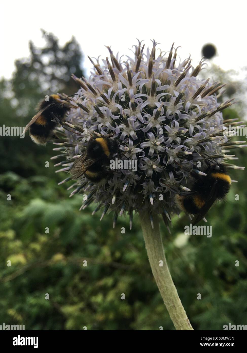 Testa di fiore con api Foto Stock