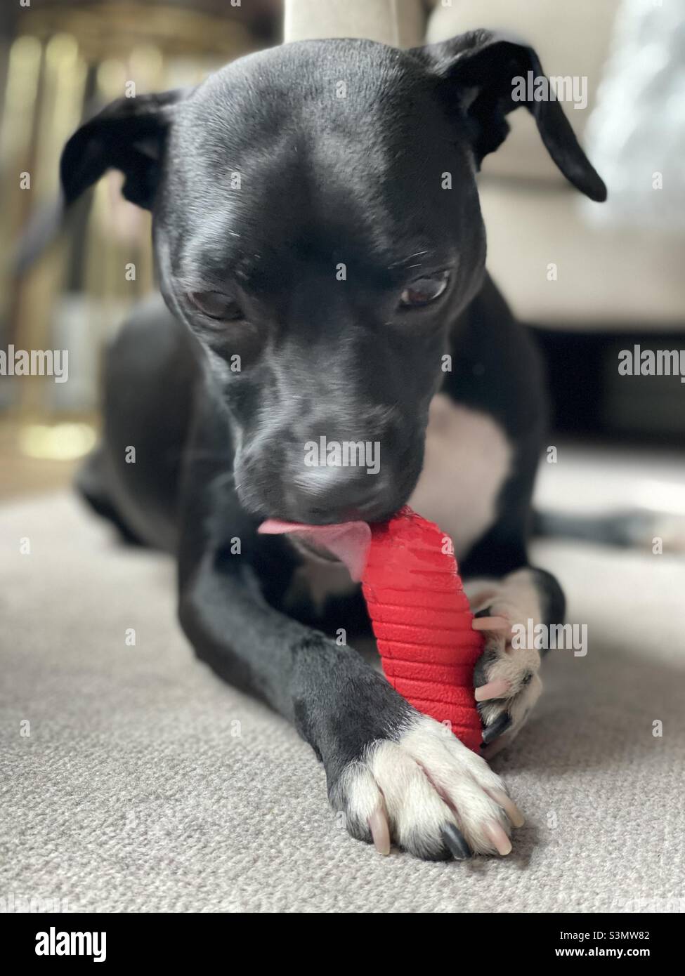 Cane cucciolo nero masticare su giocattolo rosso Foto Stock