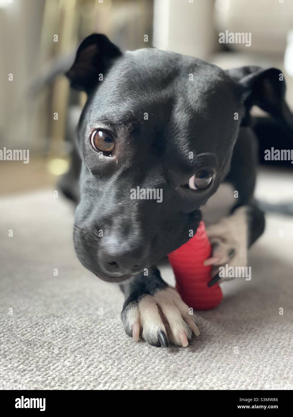 Cucciolo di cane nero masticare giocattolo rosso primo piano vista frontale Foto Stock