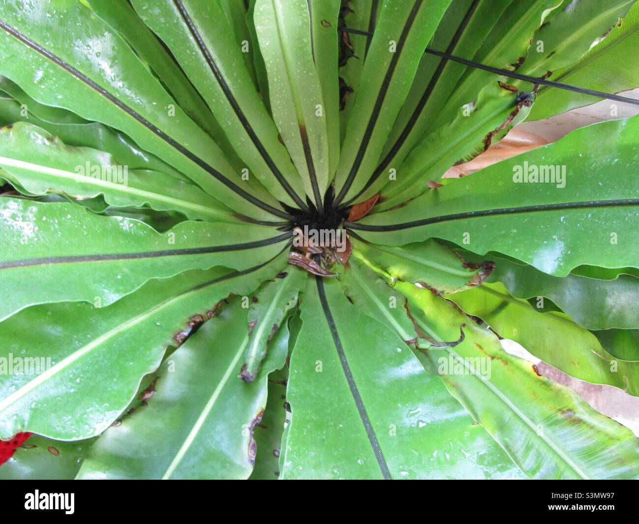 Un fiore (fiori verdi) - Immagine stock catturata con smartphone