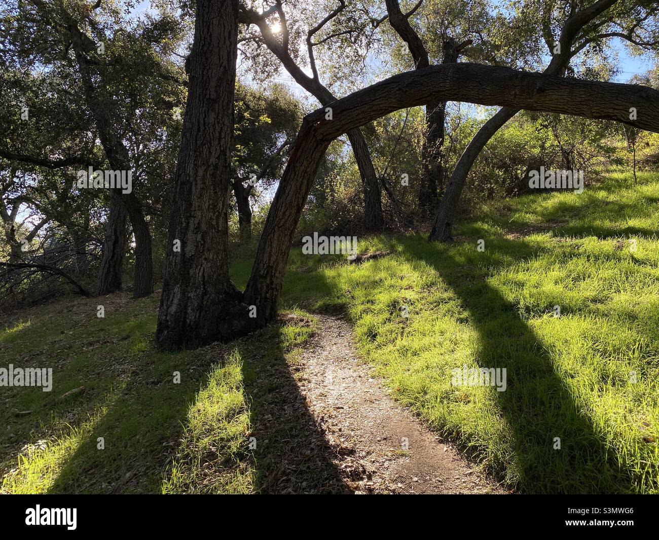 Percorso che conduce attraverso l'erba, oltre alberi curvilinchi, retroilluminato e silhouette dal sole basso - Immagine stock catturata con smartphone