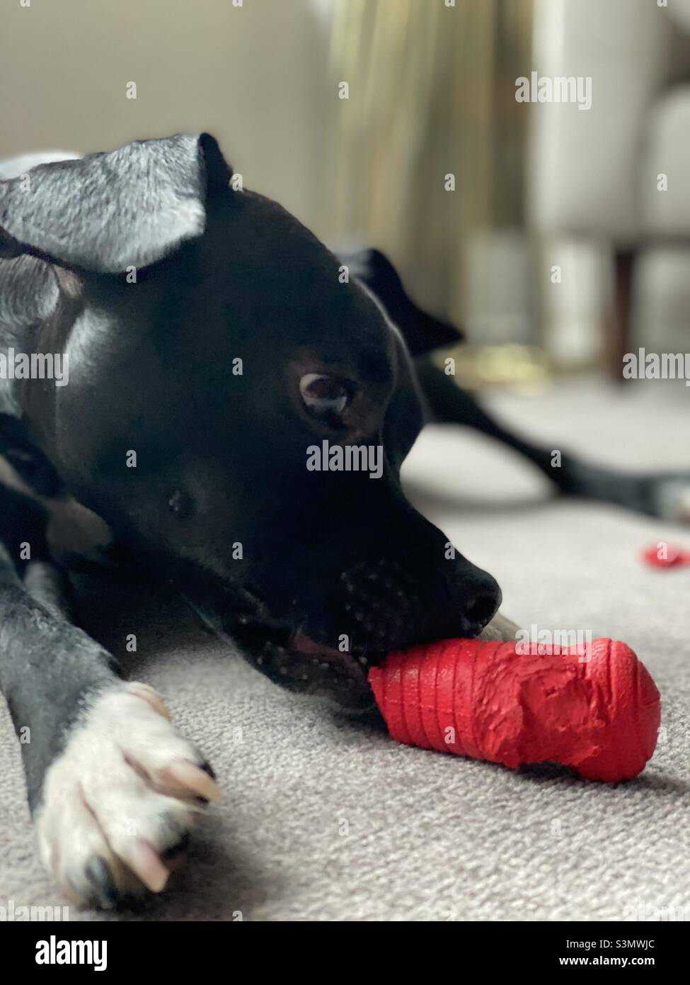 Primo piano di cucciolo nero cane masticare un giocattolo rosso cane all'interno su tappeto Foto Stock