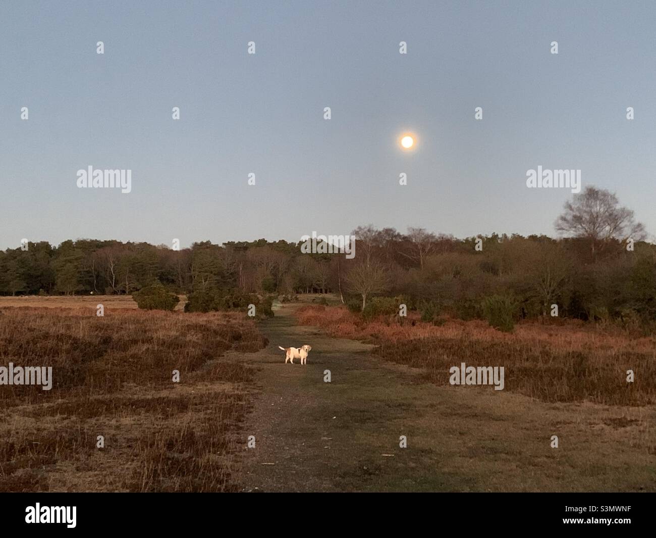 Cane che corre e la luna Foto Stock