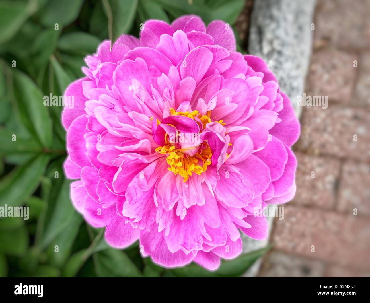 Foto da vicino di Peony Cinese. Foto Stock