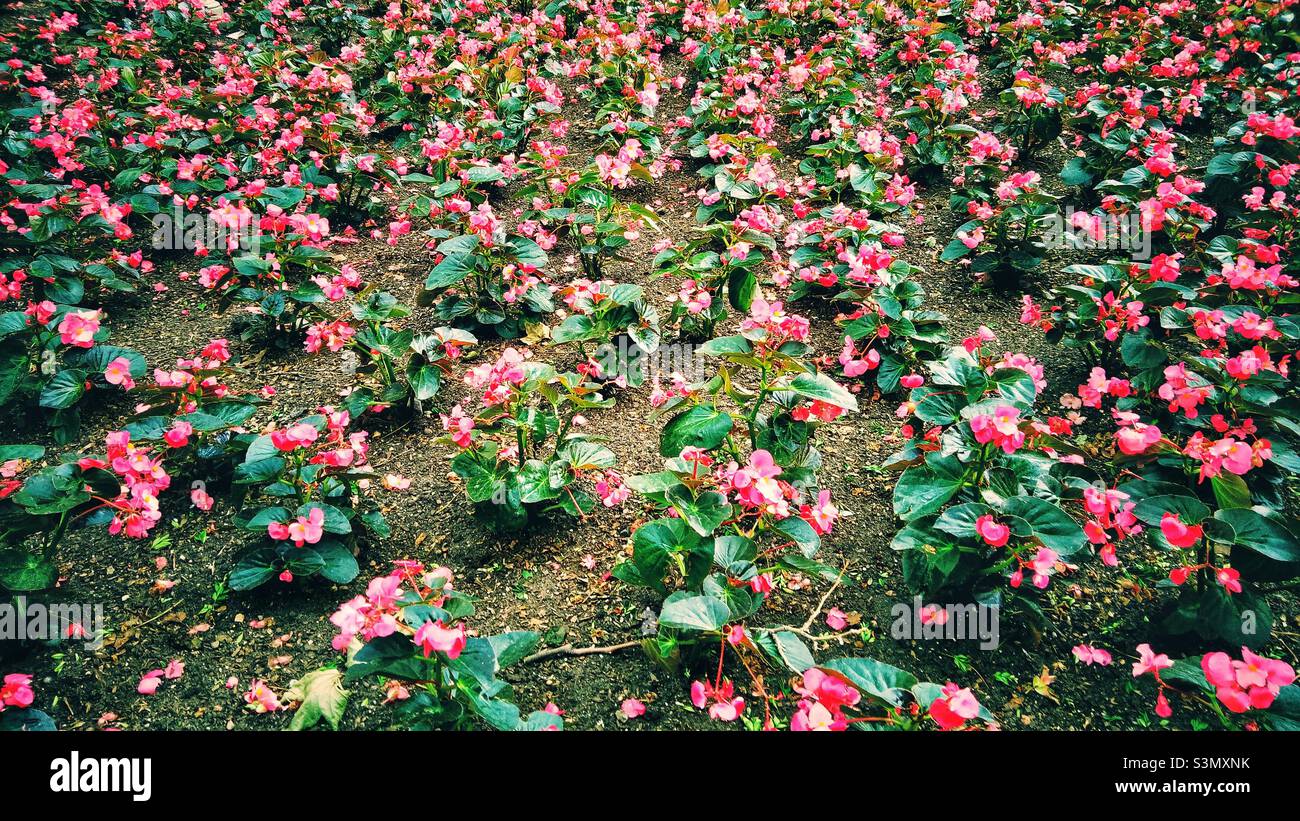 Bellissimi fiori di cera begonia. Foto Stock