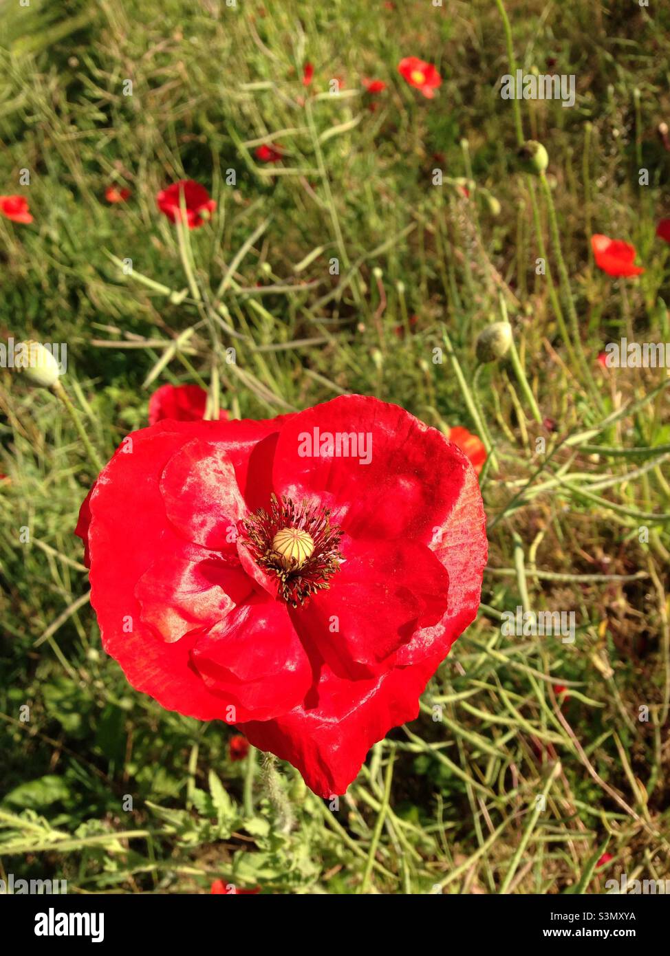 Papavero rosso - Immagine stock catturata con smartphone