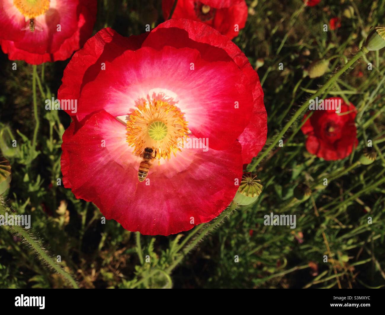 Papavero rosso con bee - Immagine stock catturata con smartphone