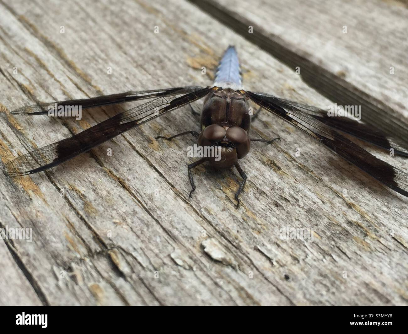 Ho notato questa libellula sul mio mazzo. Sono rimasto stupito di quanto mi ha permesso di ottenere per la foto. - Immagine stock catturata con smartphone