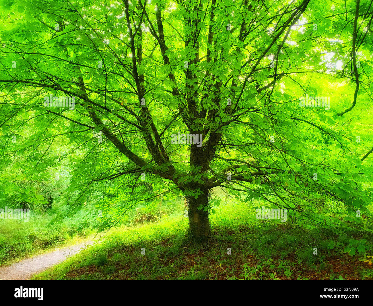 Un albero verde leaved sano e vibrante che gode degli effetti del sole e della fotosintesi. Un'immagine che aiuta ad illustrare il colore verde! Foto ©️ COLIN HOSKINS. - Immagine stock catturata con smartphone