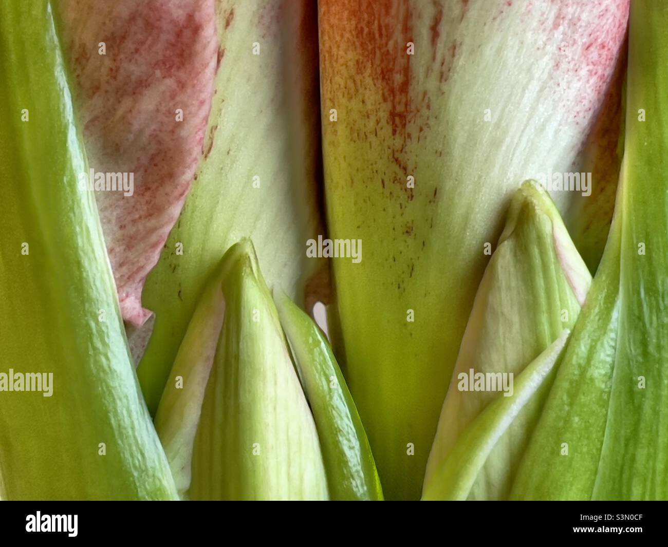 Primo piano di un bocciolo di Amaryllis che mostra la venzione, in rosa e verde - Immagine stock catturata con smartphone