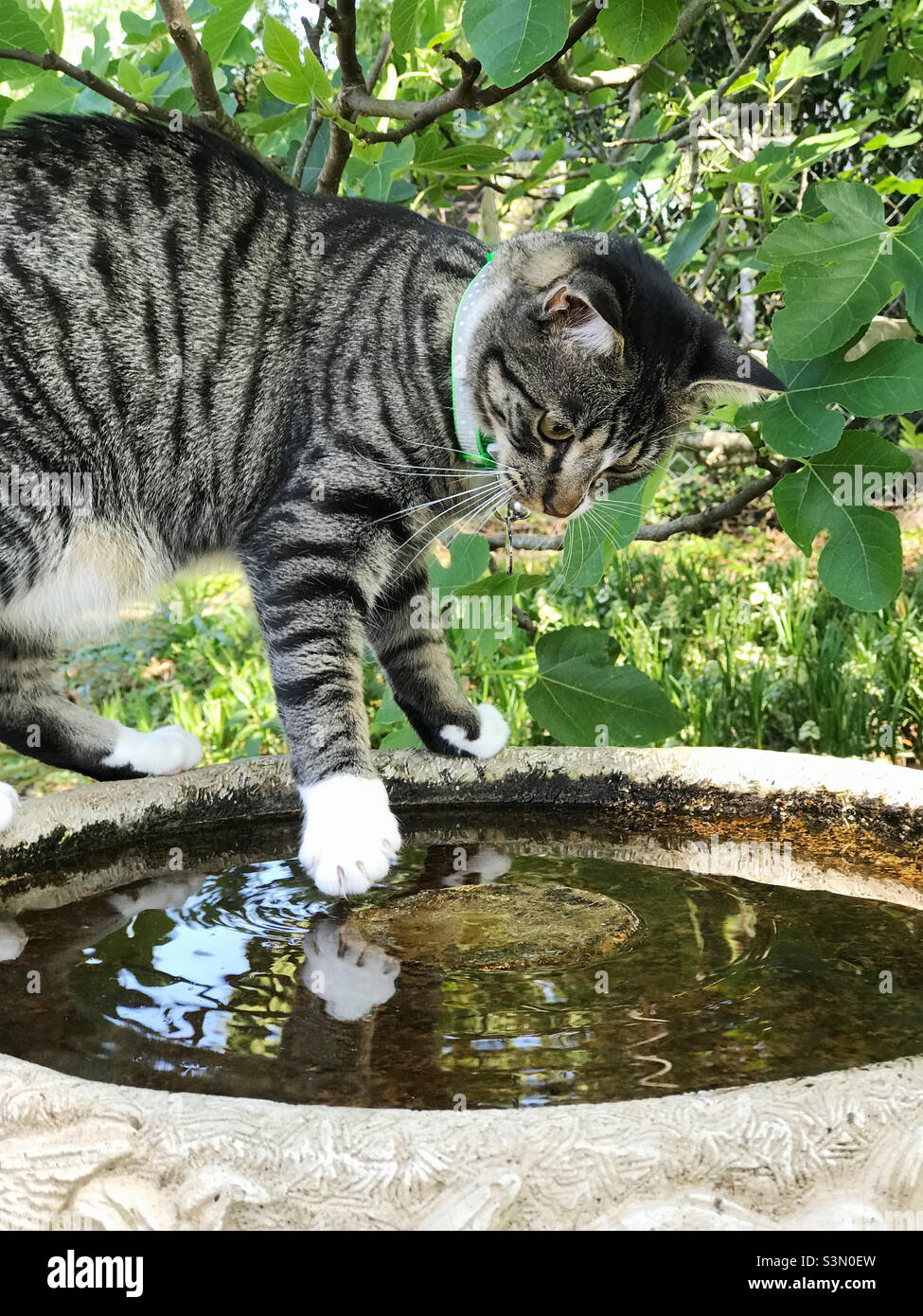 Giovane femmina pelato corto gatto tabby è all'aperto giocando nell'acqua di un bagno di uccello. Foto Stock