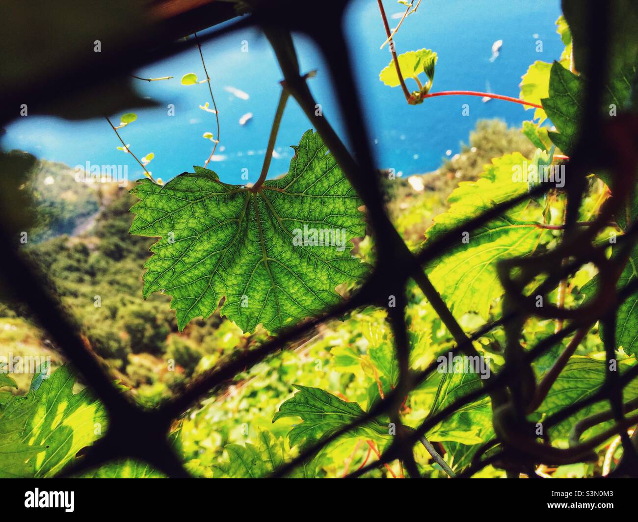 Le foglie di vite crescono su una recinzione alta sopra la Costiera Amalfitana in Italia. Foto Stock