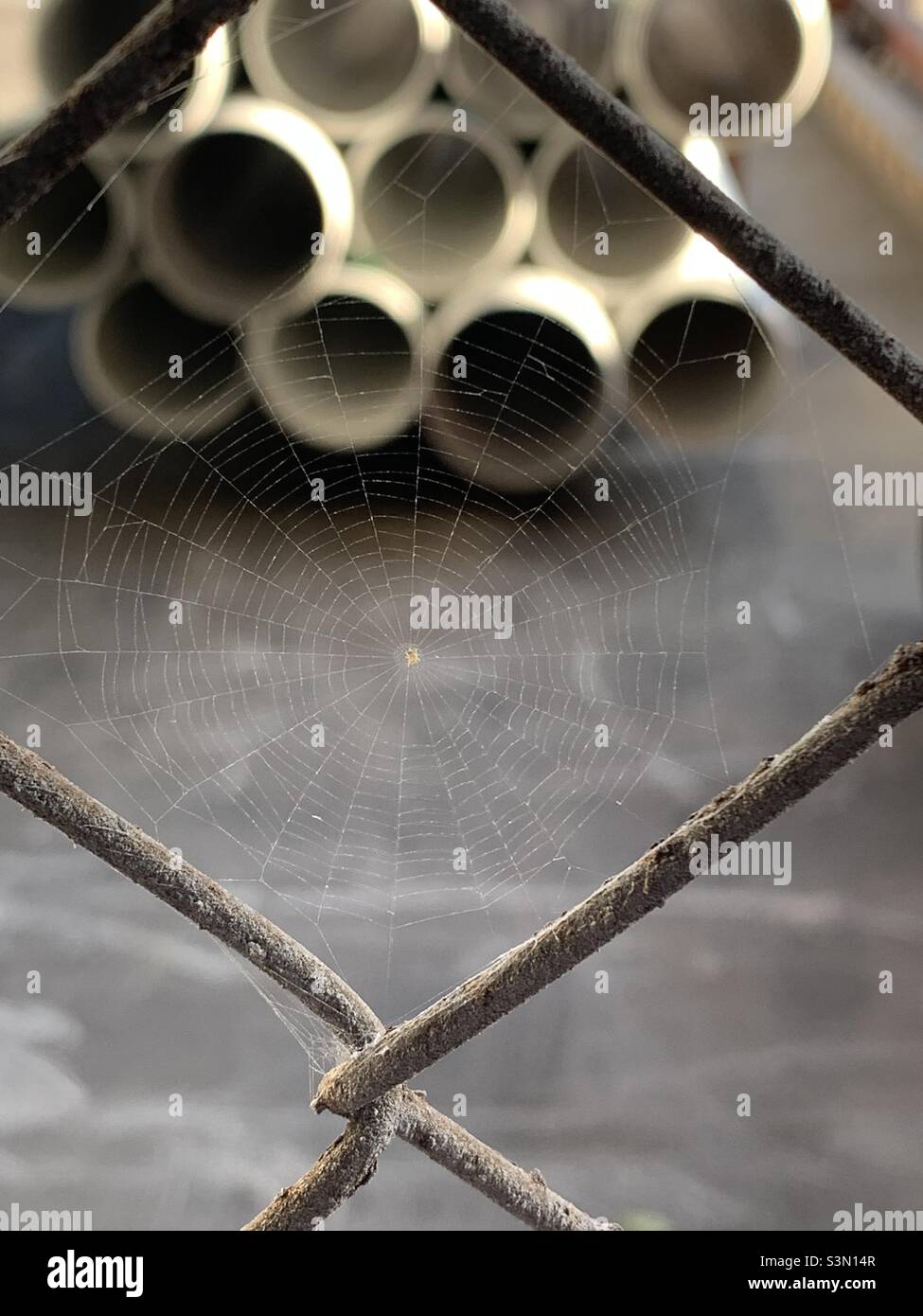 Piccolo ragno e nastro nell'apertura della recinzione della maglia della catena Foto Stock