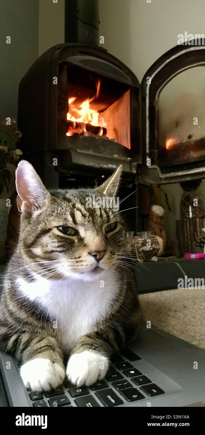 Lavorando da casa di fronte al bruciatore di log in una giornata fredda - il mio gatto mi dice di fare una pausa! Foto Stock