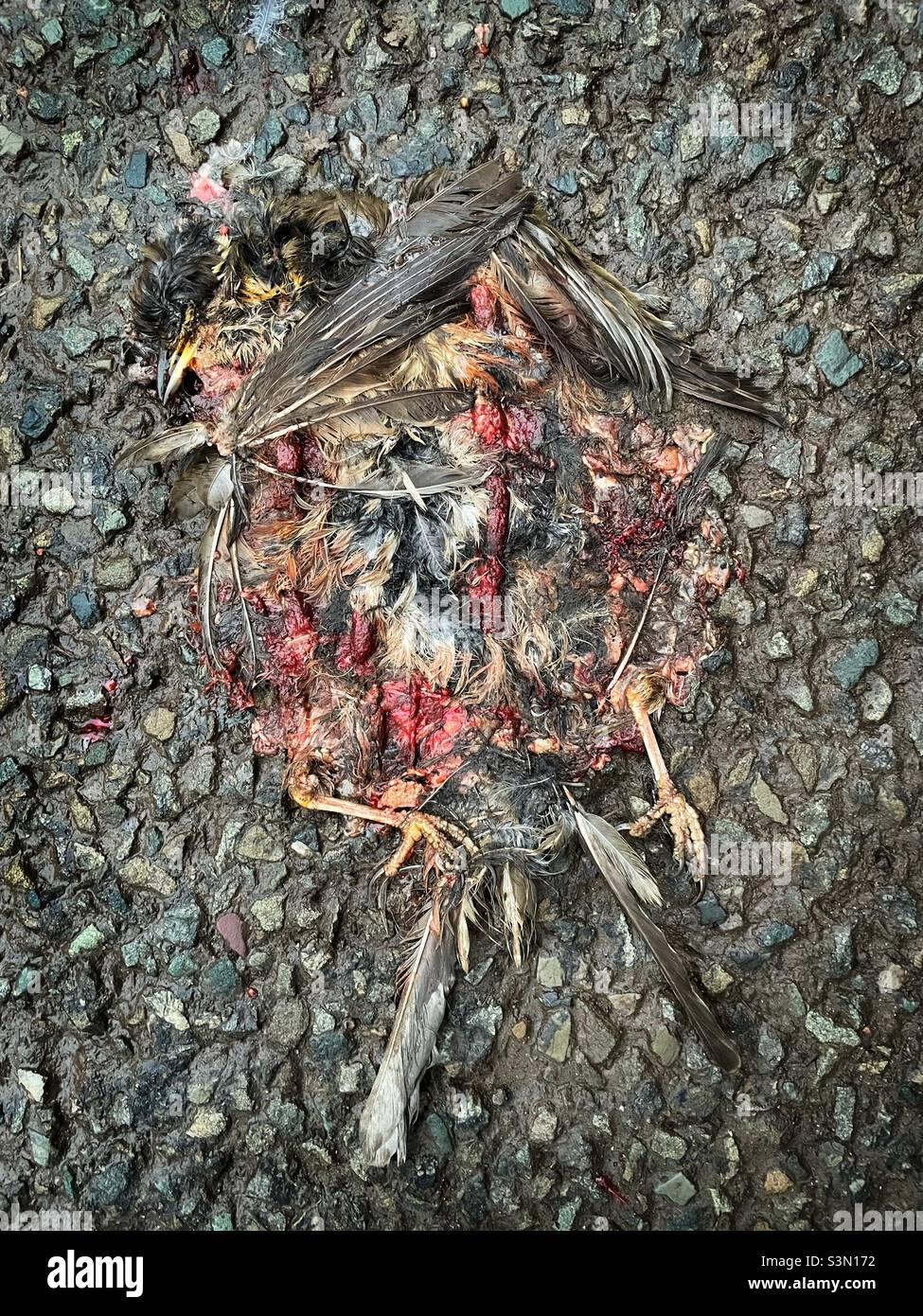Roadkill come arte- un uccello piatto su una strada di campagna. Foto Stock