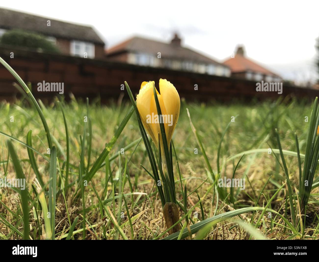 Crocus giallo in fiore in un giardino urbano di fronte a gennaio, Inghilterra, Regno Unito Foto Stock