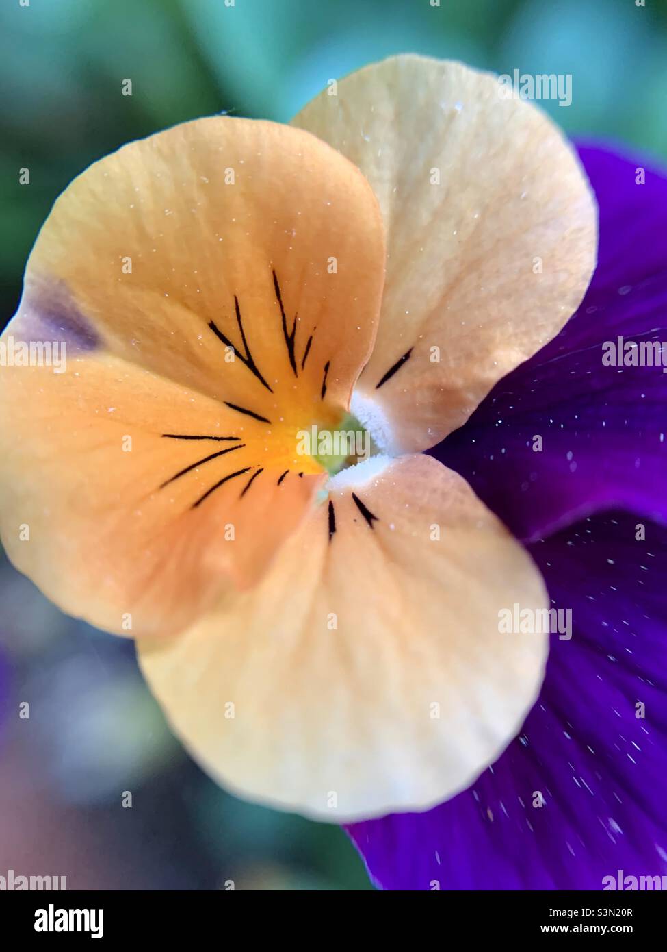 Primo piano di foto della pansy cornuto Foto Stock