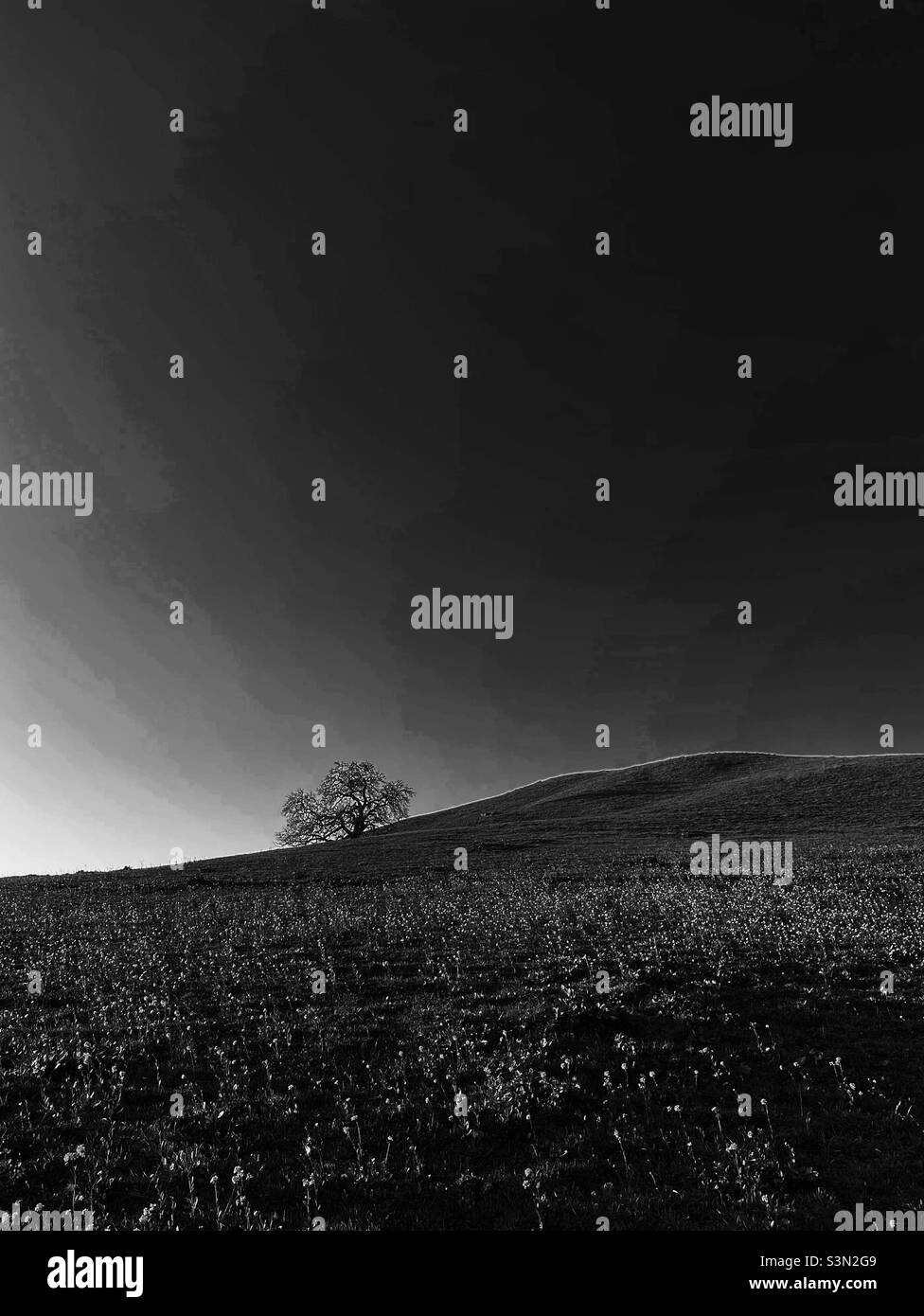 Quercia su collina, in bianco e nero Foto Stock