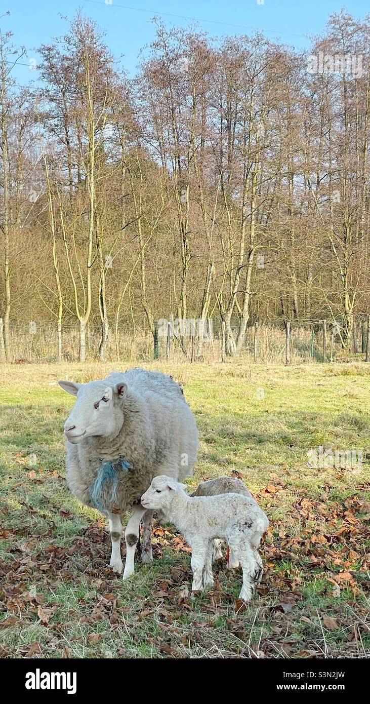 Pecore e agnelli su un prato Foto Stock