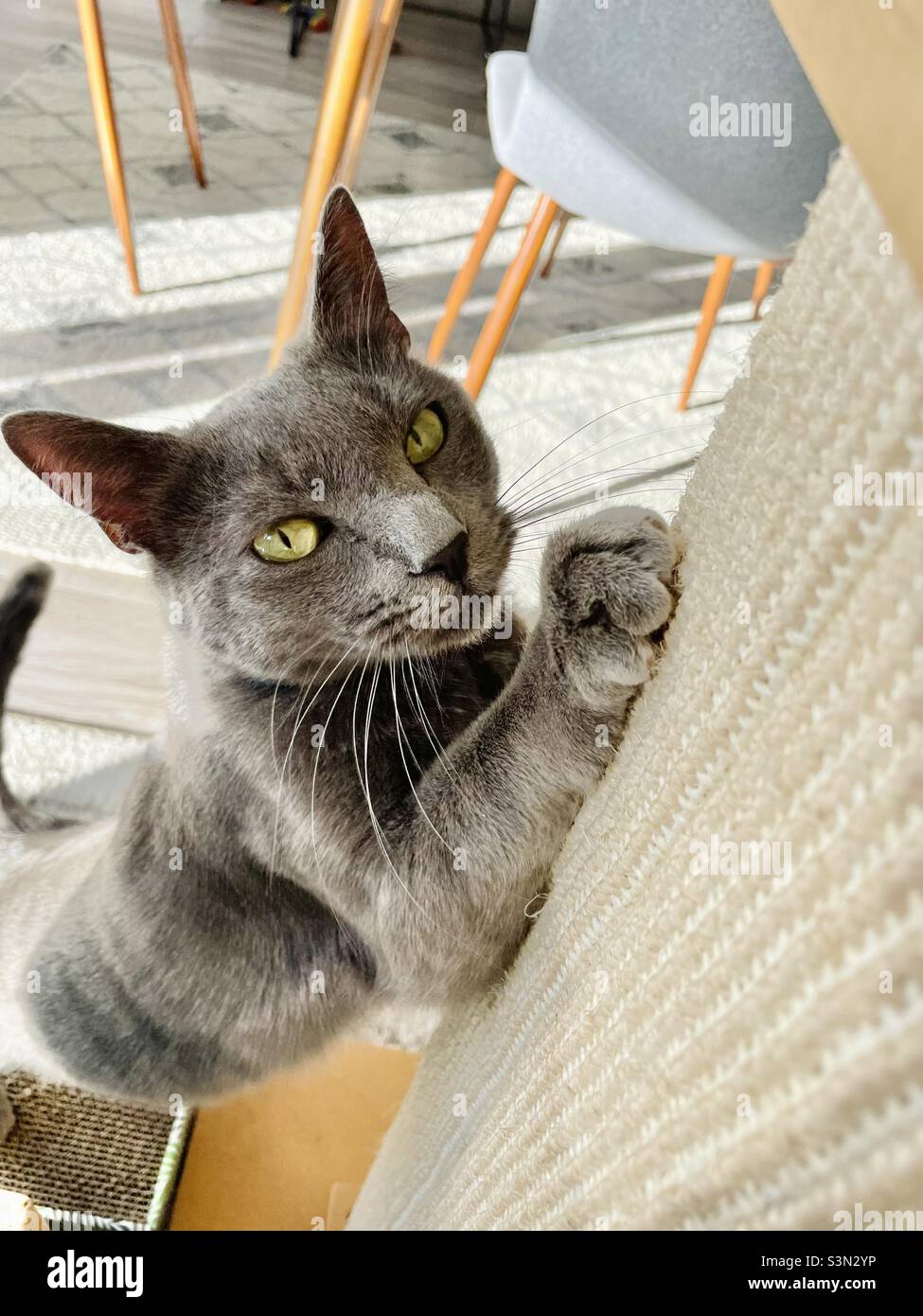 Gatto grigio che utilizza un graffiatore gatto mentre guarda la fotocamera. Foto Stock