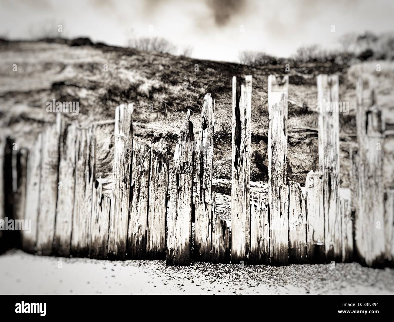 Groynes legno eroso Bawdsey Ferry Suffolk Inghilterra Foto Stock