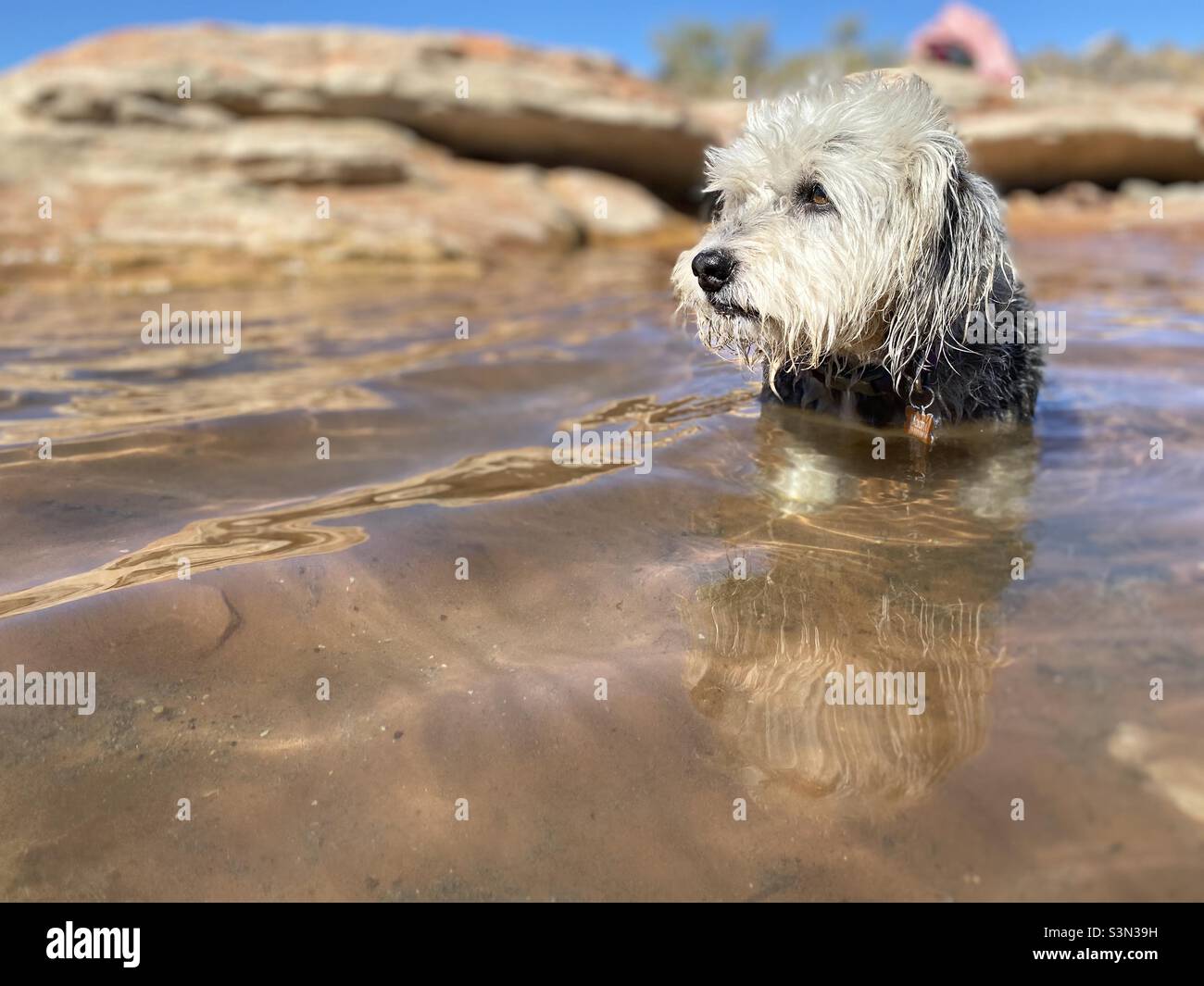 Cane scruffy in un lago, campeggio, deserto Foto Stock