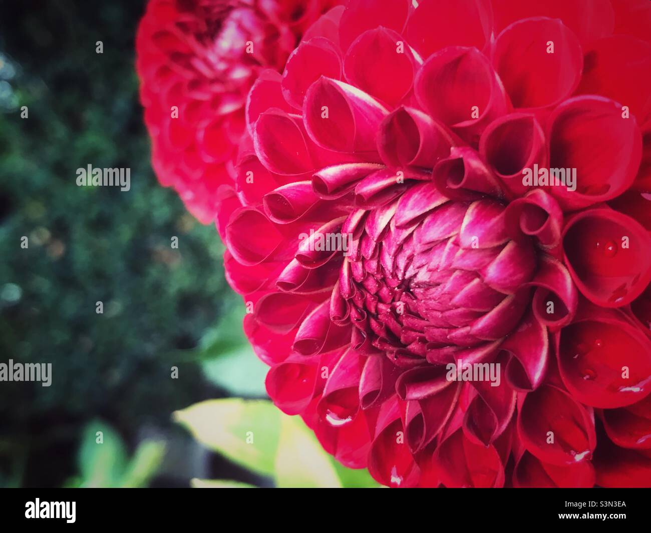 rosso scuro pompon dahlias in giardino. Foto Stock