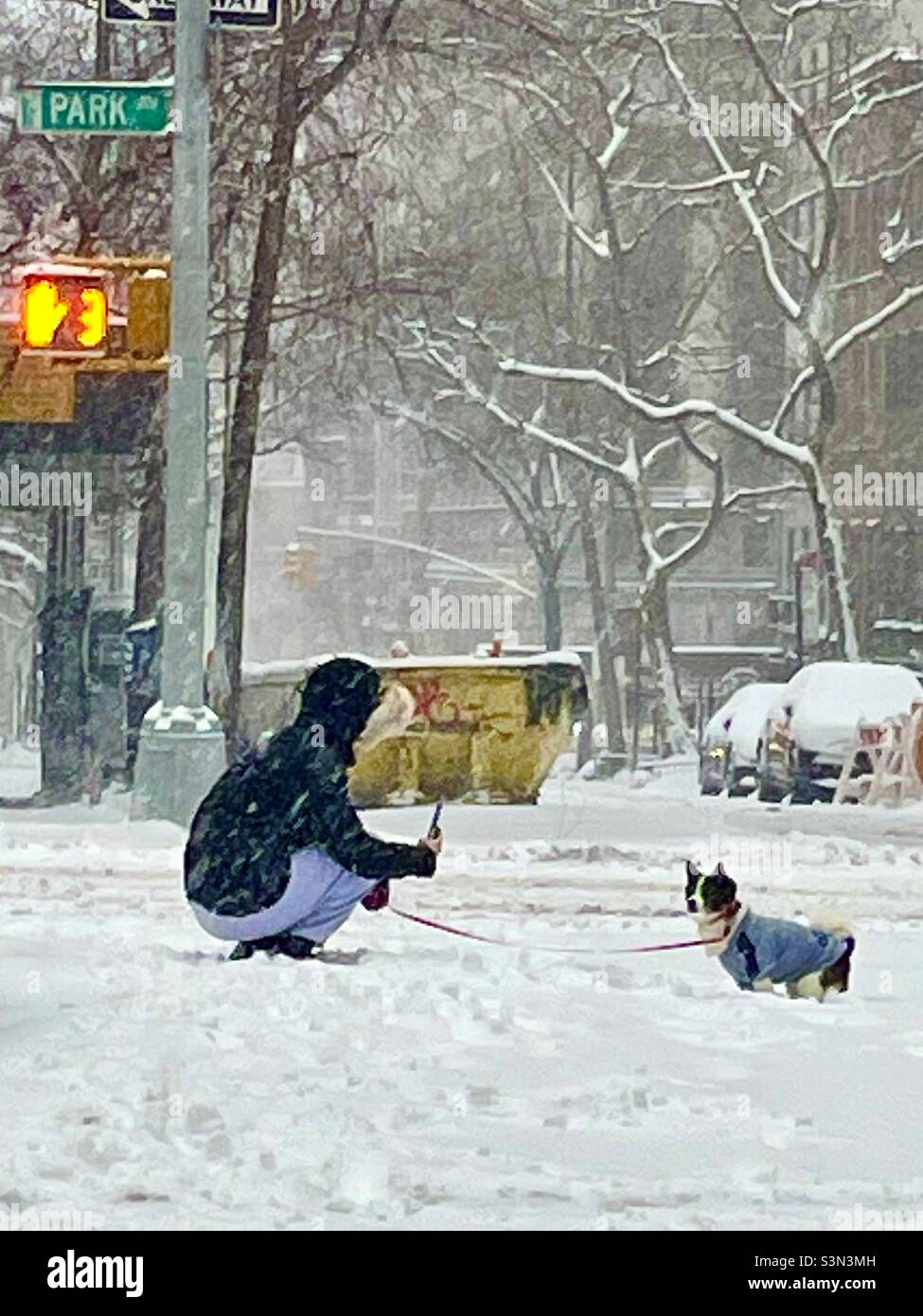 Qualcuno che fotografa il proprio cane nel mezzo di Park Avenue NYC durante una tempesta di neve. - Immagine stock catturata con smartphone