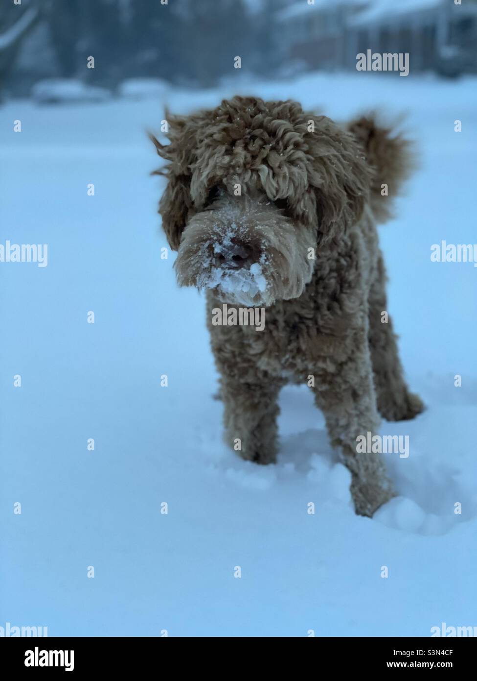 Cucciolo di labradoodle della neve Foto Stock