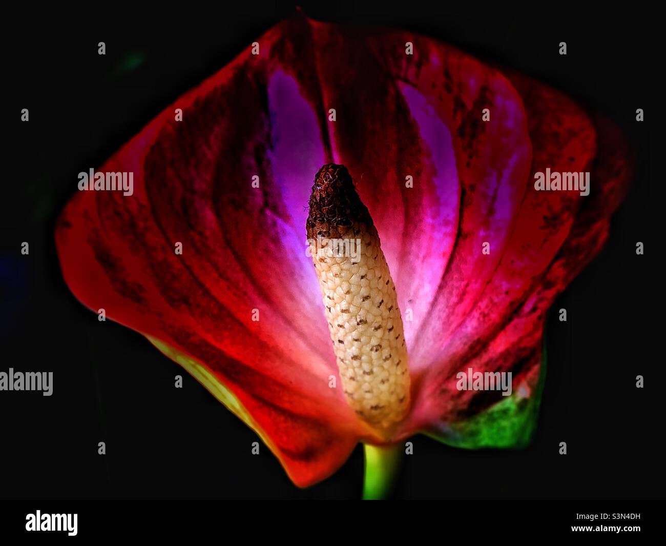 Bel fiore verde di giglio fenicottero - Immagine stock catturata con smartphone