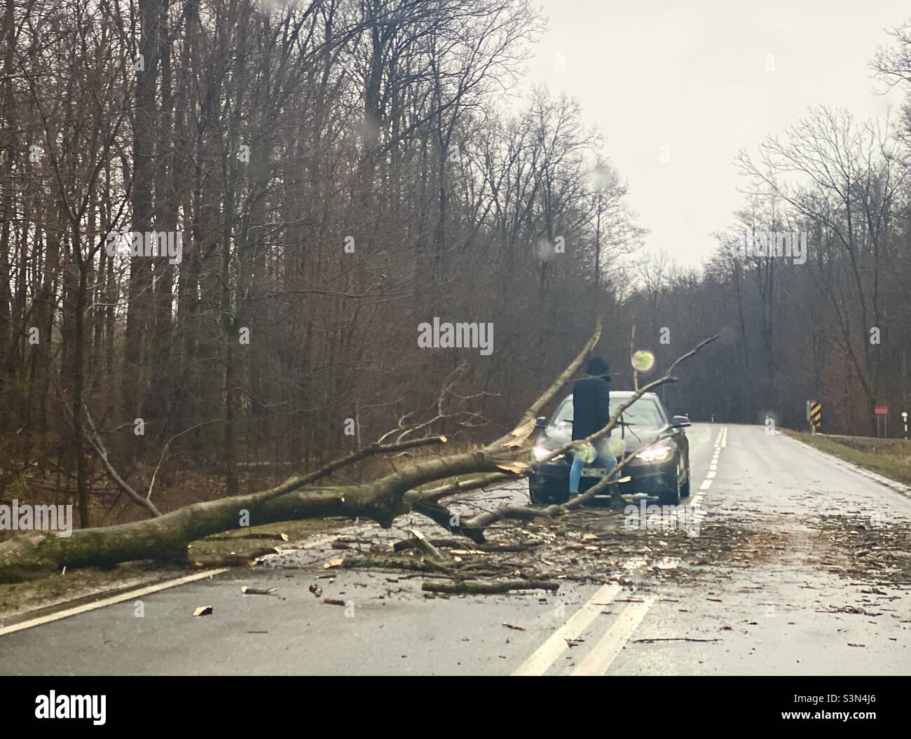 albero rovesciato sulla strada - Immagine stock catturata con smartphone