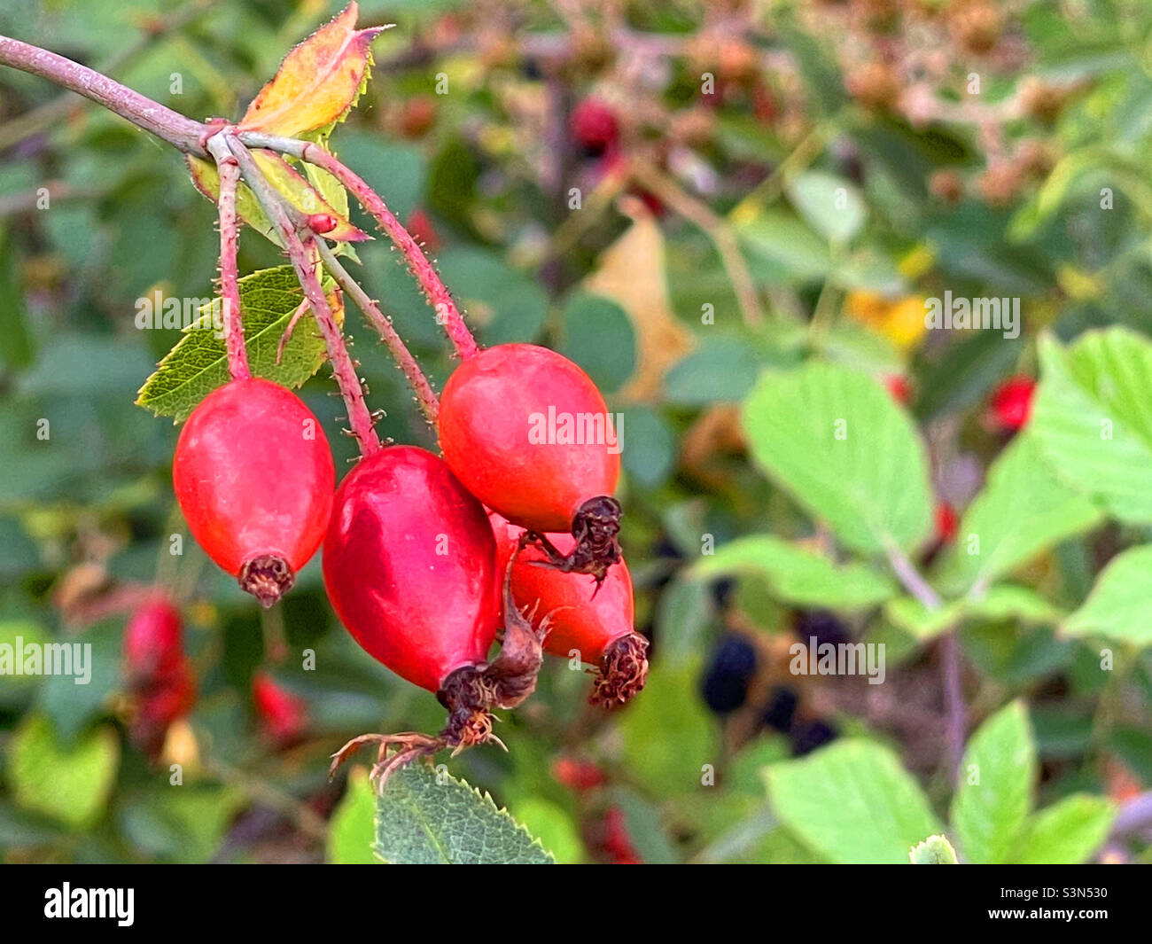 Bacche di rosato. Foto Stock
