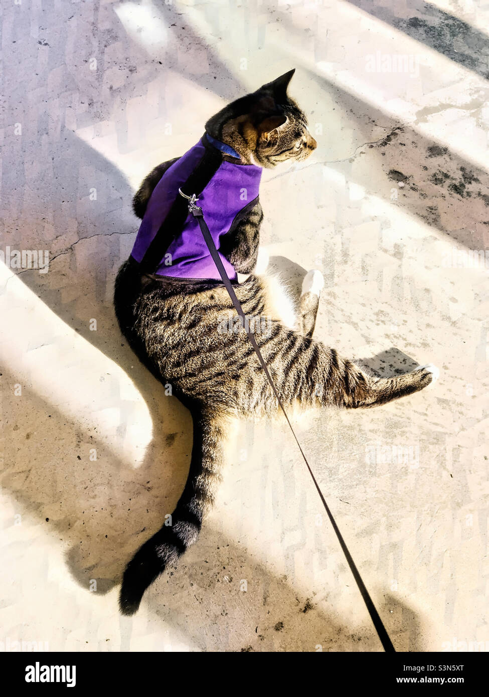 Gatto corto pelo femmina che indossa un'imbracatura e un guinzaglio. È in formazione. Foto Stock