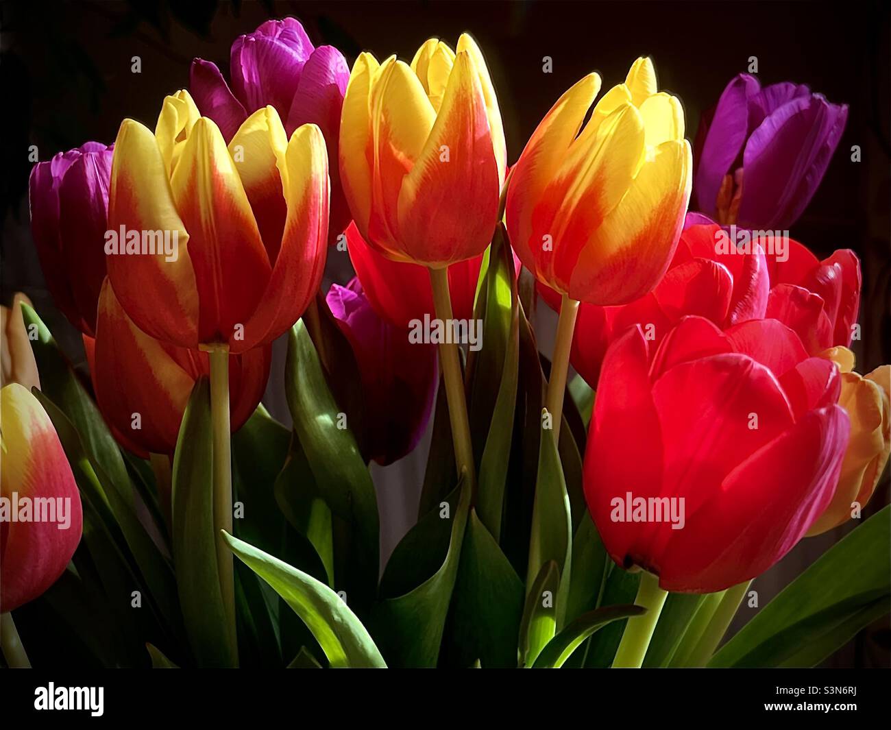 La bellezza dei tulipani. Foto Stock