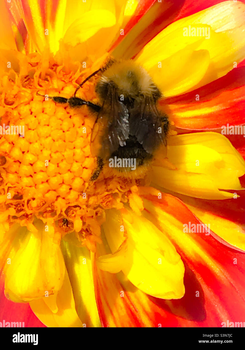 Bumblebee che impollina fiori colorati in primavera - Immagine stock catturata con smartphone