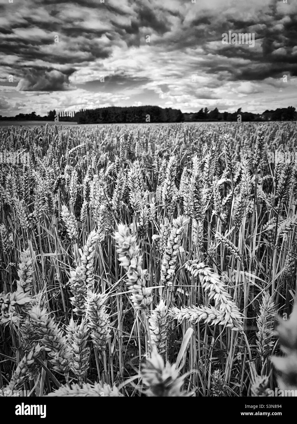 “British Beauty” un campo agricolo che guarda sano in piena estate, mentre le nuvole scure si avvicinano pronte a fornire una certa pioggia di benvenuto in una giornata calda Foto Stock