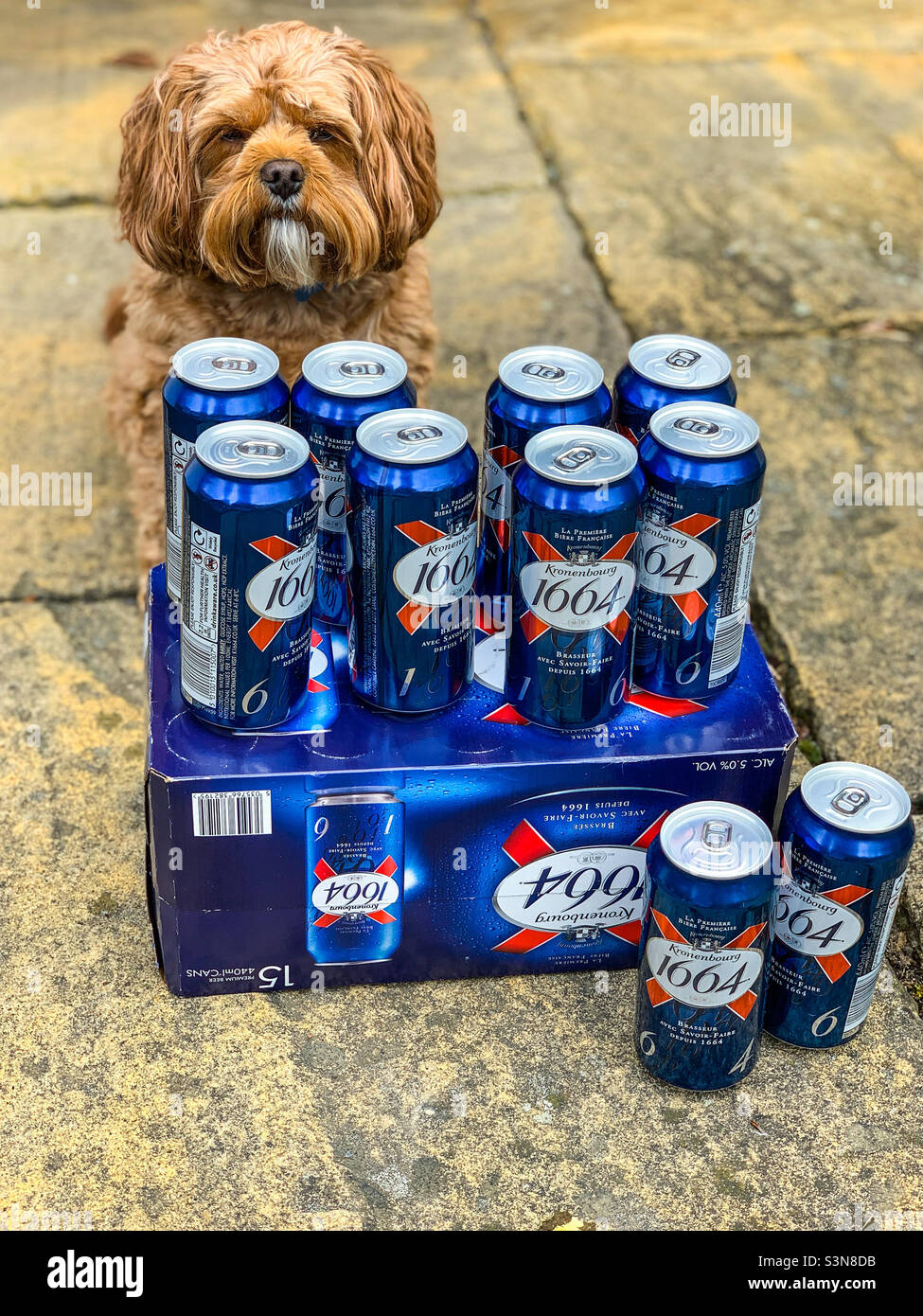 Cane marrone guardando lattine di birra Foto Stock