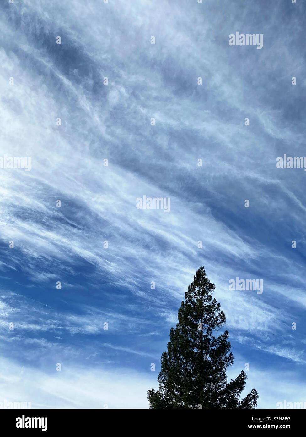 Albero di sequoia contro un cielo nuvoloso striato Foto Stock