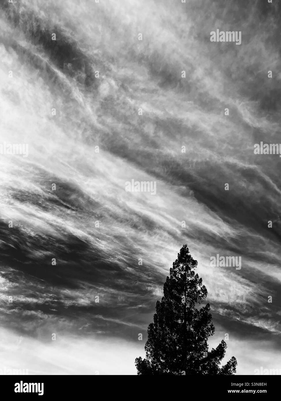 Albero di sequoia contro un cielo striato e nuvoloso, in bianco e nero Foto Stock