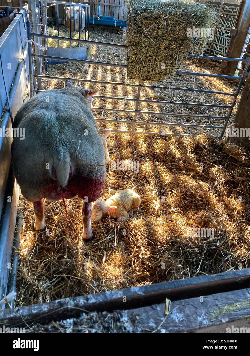 Agnello nato di recente con pecora madre a penna in fienile di fieno - appena nato - agnello Foto Stock