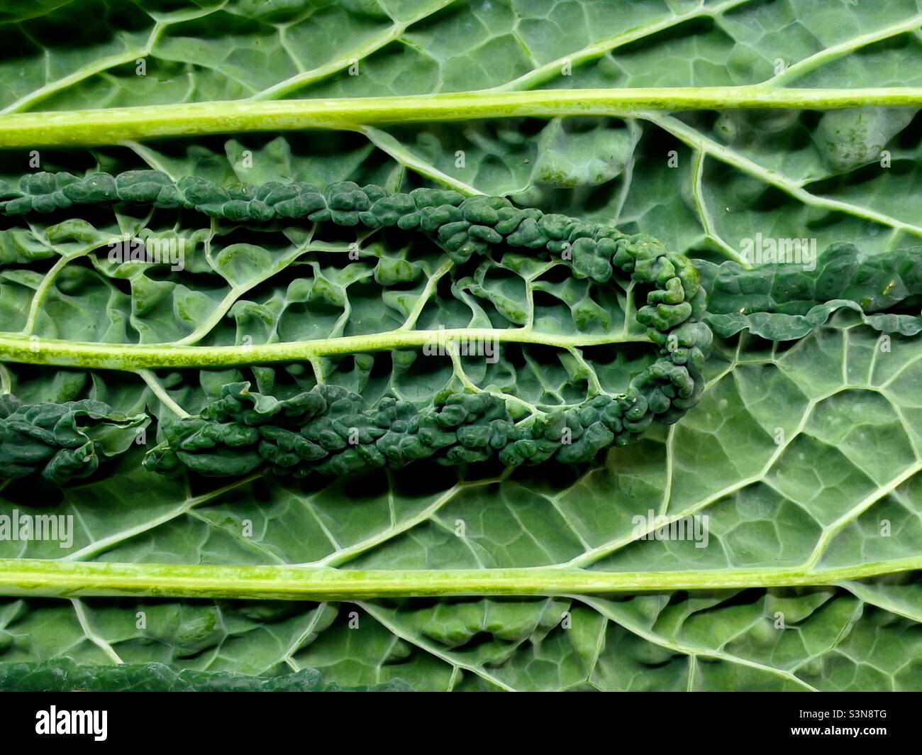 Un primo piano di cavolo nero o Cavalo Nero, che mostra la venazione delle foglie Foto Stock