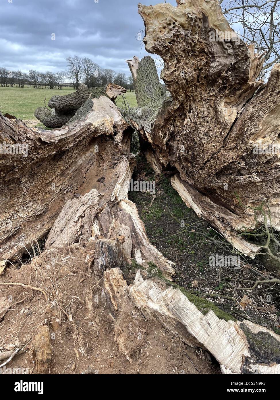 Danni tempesta agli alberi Foto Stock