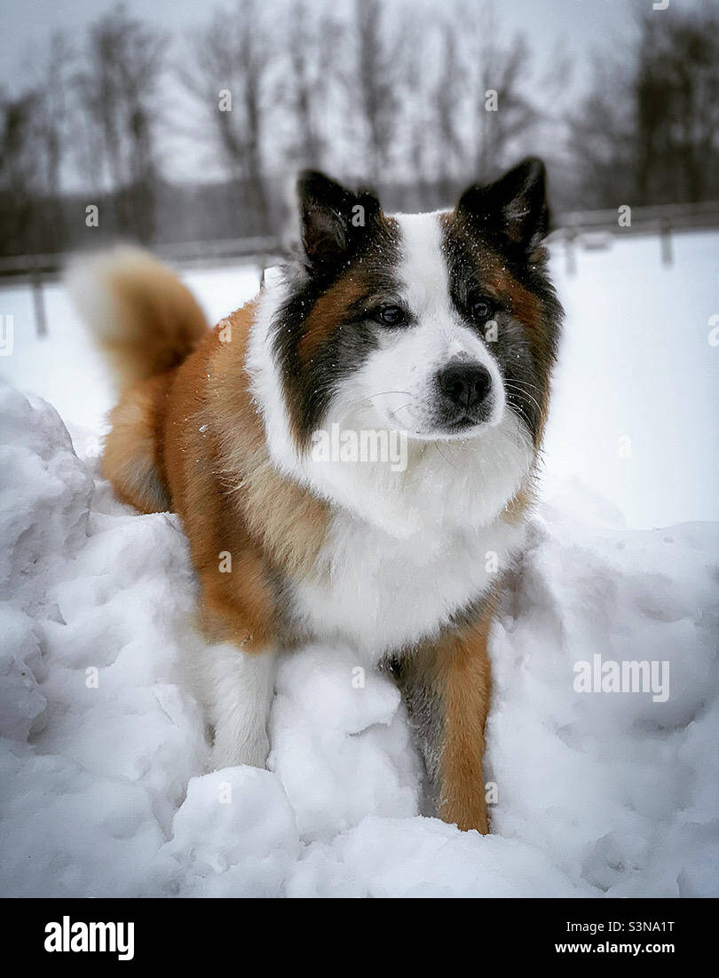 Un amico cane da pastore islandese che gioca nella neve. Foto Stock