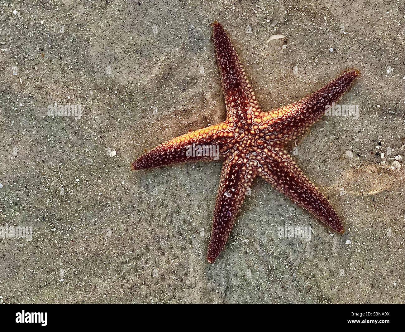 Vivi le stelle marine nella sabbia lasciata alle spalle in una piscina marea a bassa marea, in attesa della marea per tornare Foto Stock