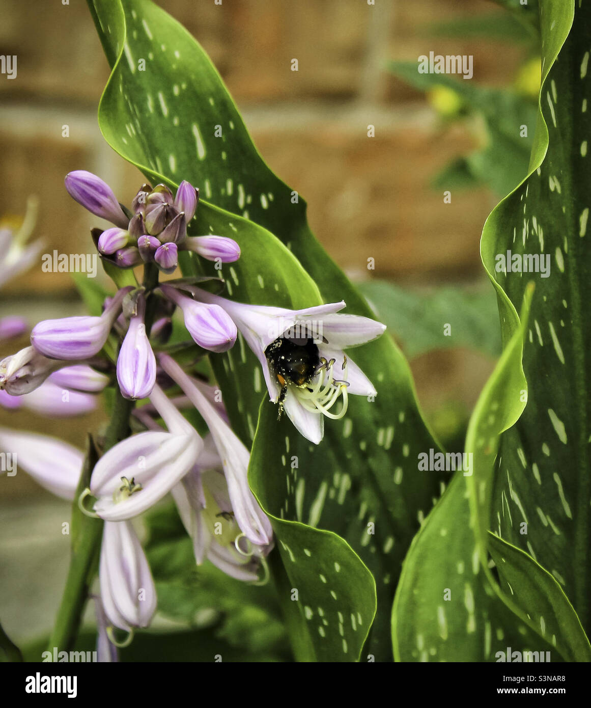 Un'ape bumblee che raccoglie polline da un fiore Foto Stock