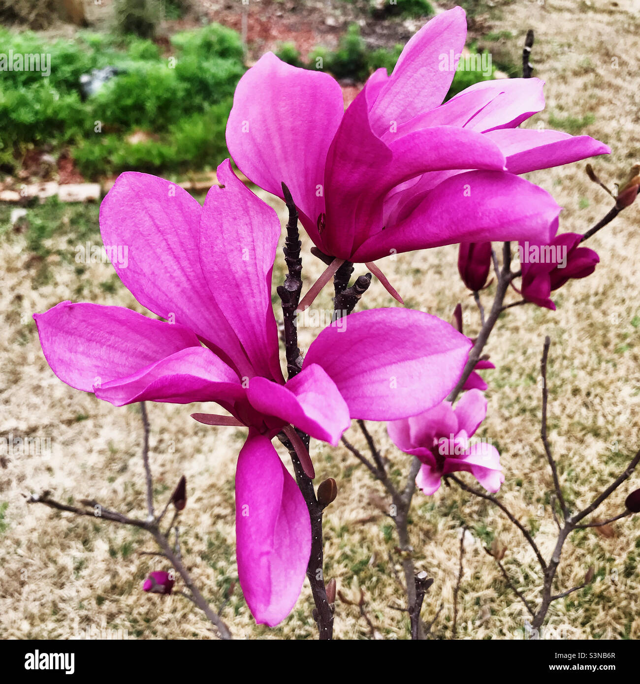 Bellissimo piattino rosa scuro fiore dell'albero di magnolia. Aka tulipano magnolia. Foto Stock