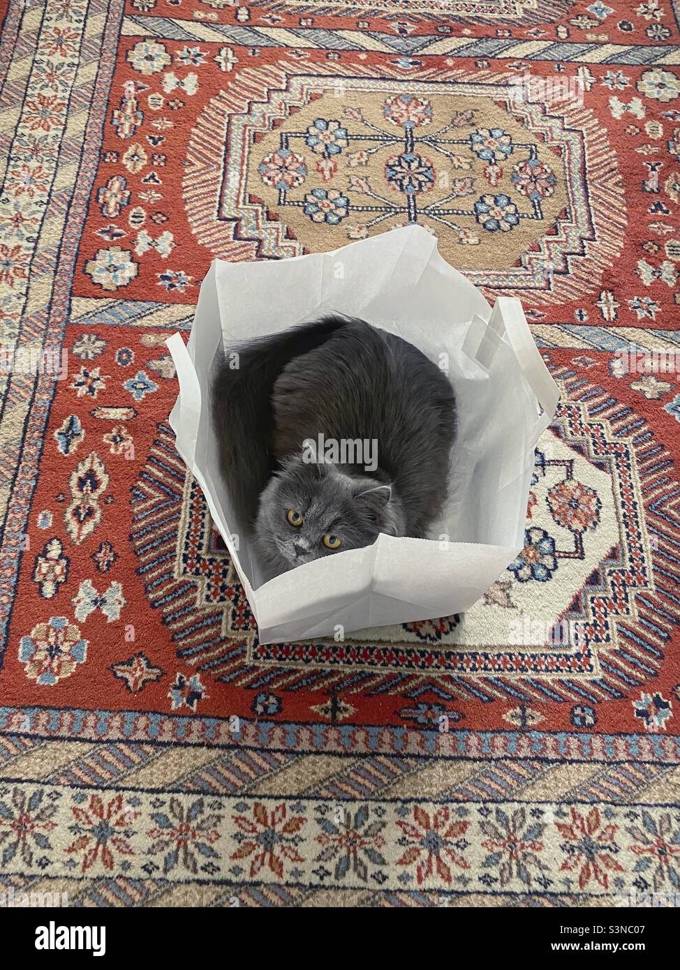 Giovane gatto persiano blu in un sacchetto di carta su tappeto di lana colorato. - Immagine stock catturata con smartphone